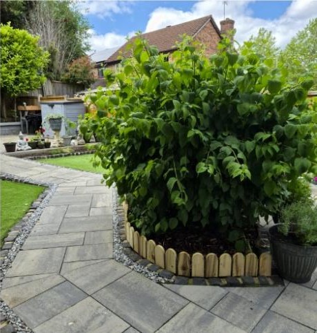 Rustic Knots wooden lawn edging following a curved garden path